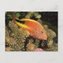 Recherche de indo cartes postales Animal