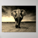 Recherche de éléphant noir et blanc posters Afrique