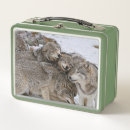 Recherche de loup conservation photographie Nature