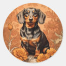Recherche de marigold autocollants Marigot