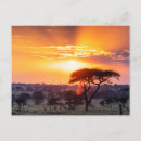 Recherche de parc national de serengeti cartes postales Safari