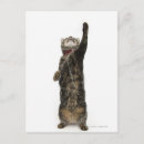 Recherche de pattes de chat cartes postales Animal