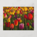 Recherche de rhododendron cartes postales Flore