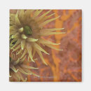 Recherche de orange rose magnets Animal