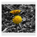 Recherche de pollinisation posters Miel