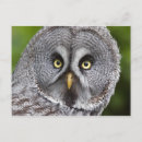Recherche de grand oiseau cartes postales Raptor