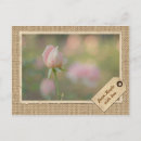 Recherche de cadre vintage cartes postales Rose rose