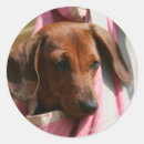 Recherche de chiot teckel autocollants Chiots