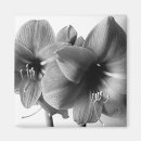 Recherche de amaryllis maison deco Photo florale