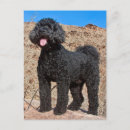 Recherche de le courage cartes postales Chien