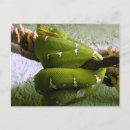 Recherche de constricteur cartes postales Boa