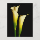 Recherche de callas cartes postales Mensonge