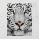 Recherche de regard chat cartes postales Plan rapproché