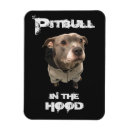 Recherche de pitbull magnete Animaux