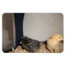 Recherche de poussin magnets Poules