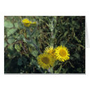 Recherche de ligne de flottaison Jaune