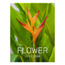 Recherche de fleuriste posters Botanique