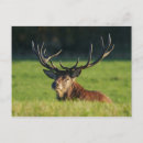 Recherche de herbe verte cartes postales Cerf