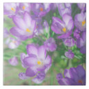 Recherche de crocus carreaux Violet