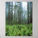 Recherche de fougère posters Arbre