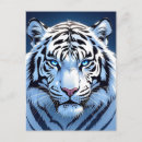 Recherche de tigre blanc cartes postales Yeux bleus