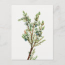 Recherche de décor de noël cartes postales Rustique