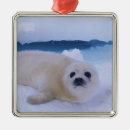 Recherche de phoques ornements Neige
