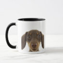 Recherche de chien teckel tasses Mammifère