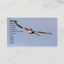 Recherche de oiseau de proie cartes visite Observation des oiseaux