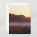 Recherche de cheval arabe cartes postales Chevaux