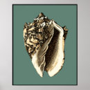 Recherche de plage de coquillages posters Coquille