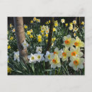 Recherche de fleurs de narcisse cartes postales Nature