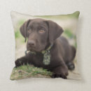 Recherche de chocolate labrador retriever coussins Chiot