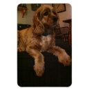Recherche de coockies magnets Animaux
