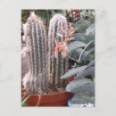 Recherche de épineux cartes postales Fleurs