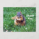 Recherche de écureuil gris vœux cartes Mignon