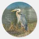 Recherche de great blue heron autocollants Oiseaux