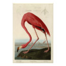 Recherche de flamant américain posters Illustration