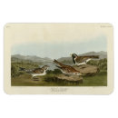 Recherche de laponie magnets Oiseau