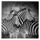 Recherche de zèbre carreaux Animal africain