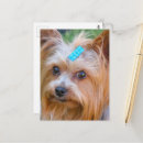 Recherche de yorkshire terrier chien cartes postales Animal de compagnie