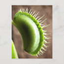 Recherche de carnivores cartes postales Piège