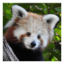 Recherche de panda rouge posters Pandas rouges