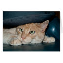 Recherche de oeil tigre cartes postales Félin