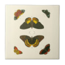 Recherche de papillon carreaux Blanc