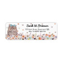 Recherche de chat persan Persan à poil long
