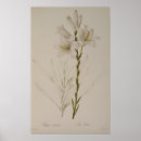 Recherche de liliac Fleur