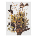 Recherche de audubon birds posters Nature
