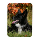 Recherche de fixation magnets Chien