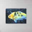 Recherche de poisson rouge toiles Animal
